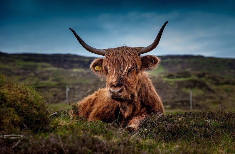 Highland Cow lying down with glens in the background