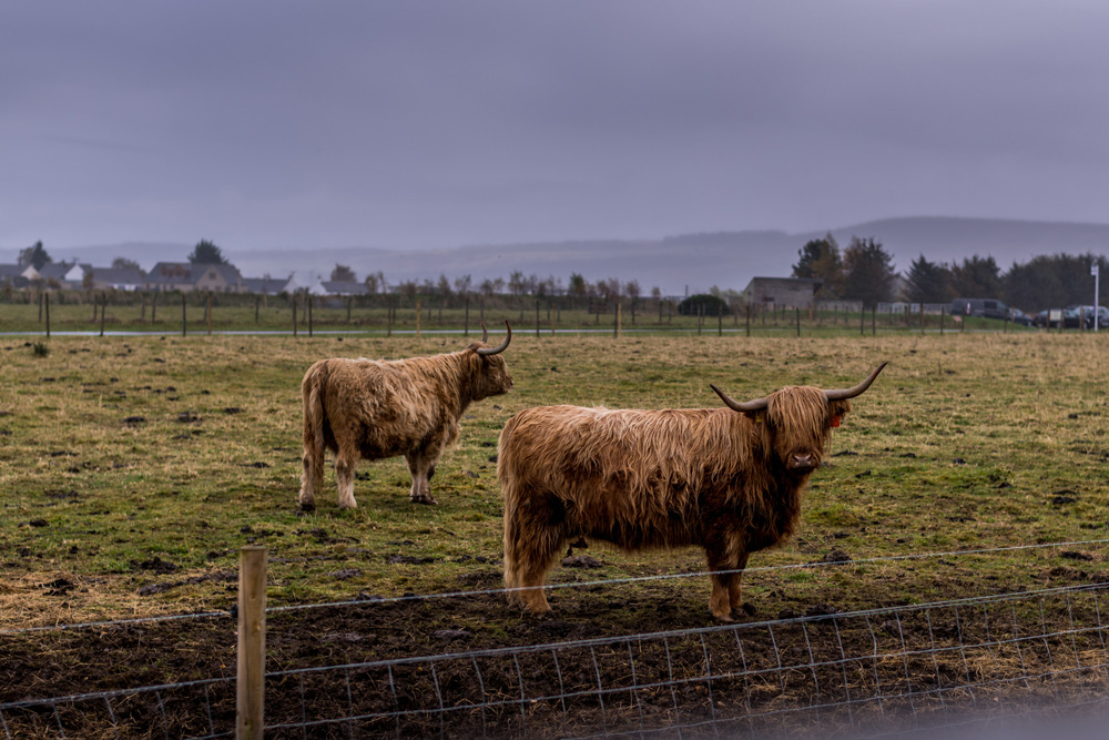 Highland cattle guide: what they are, where they live and how to see them 