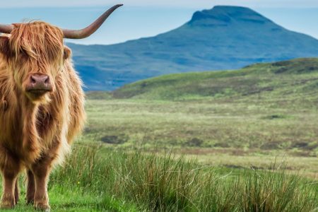 Highland cow in the Scottish Highlands