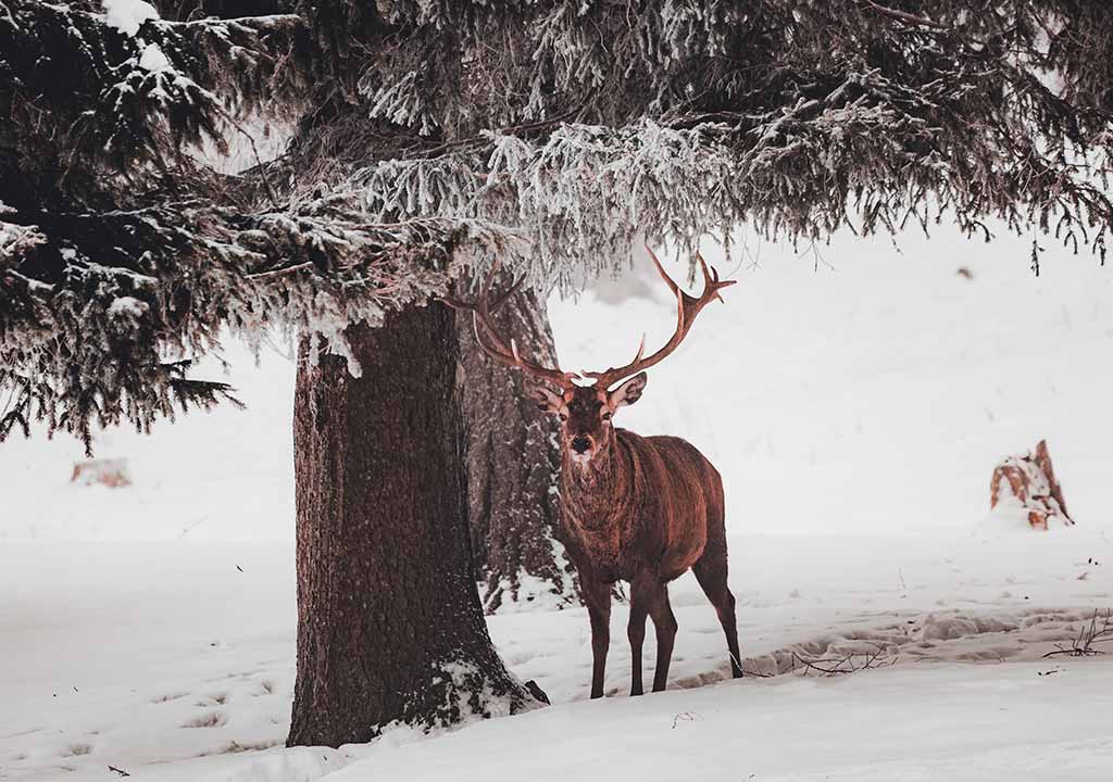 A red deer under a tree in the snow.