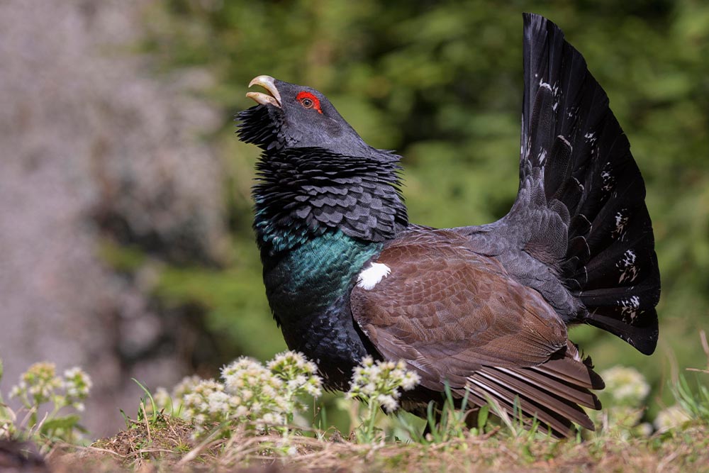 A capercaillie calls out a song.