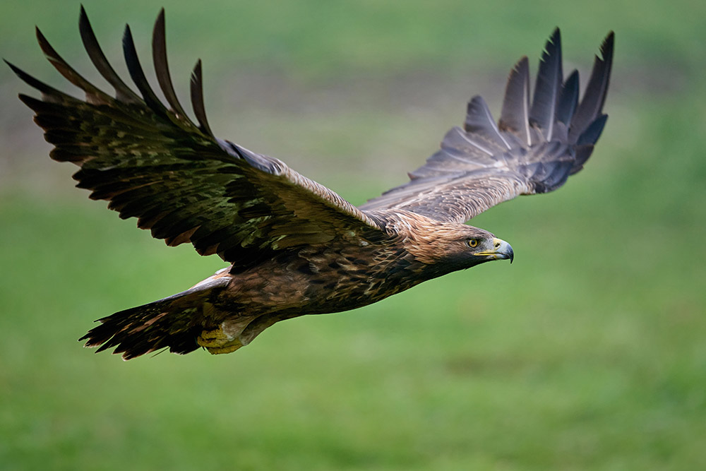 A golden eagle soaring with a field behind.