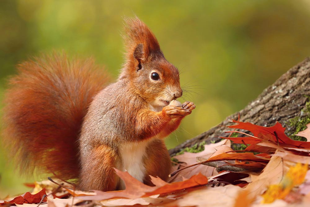 A red squirrel eating a nut on brown leaves.