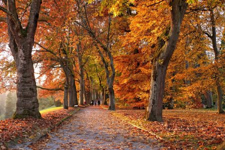 Path surrounded by autumnal leafy trees and people walking in distance