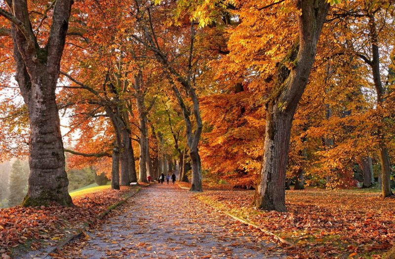 Path surrounded by autumnal leafy trees and people walking in distance