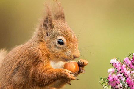 Red Squirrel playing around heather and moss