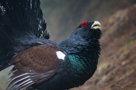 A capercaillie with tail feathers out in a courtship display.