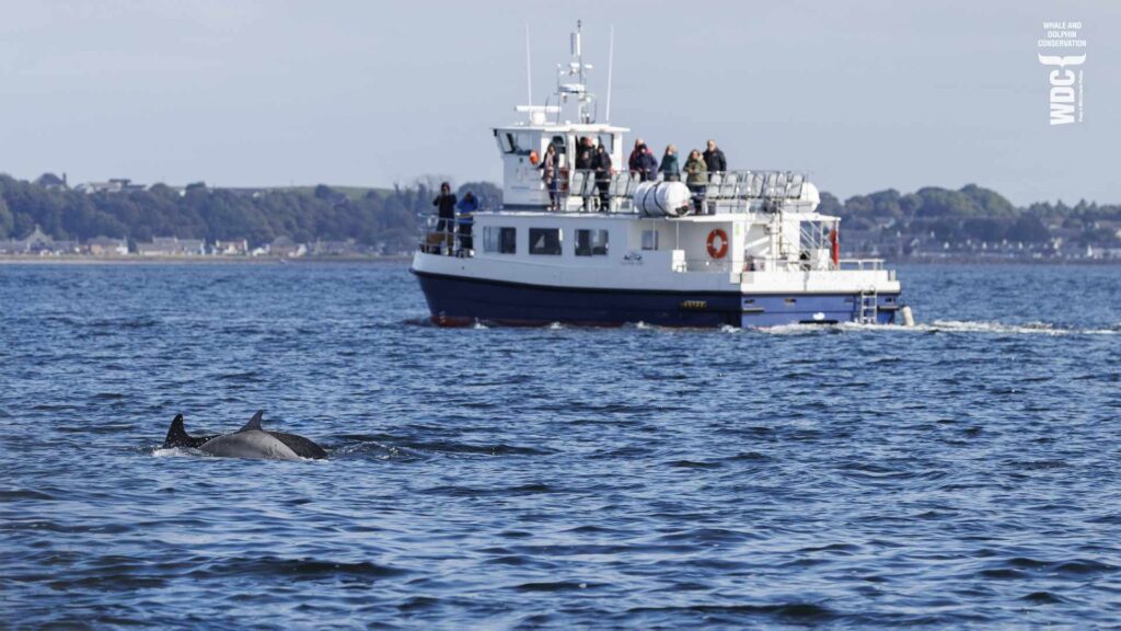 Dolphin Spirit Cruise